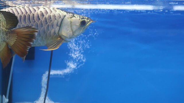 Malaysian Crossback Golden Arowana  Fish Swimming Near the Surface in an Aquarium with a Blue Background