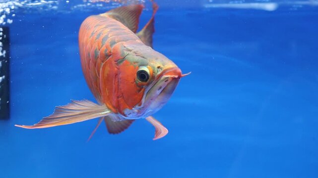 Super Red Arowana Fish Swimming Near Air Bubbles in an Aquarium with a Blue Background