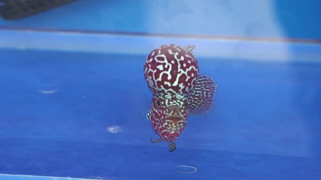  Kamfa Flowerhorn Cichlid Fish with Distinctive Head Nuchal Hump Swimming in an Aquarium with a Blue Background
