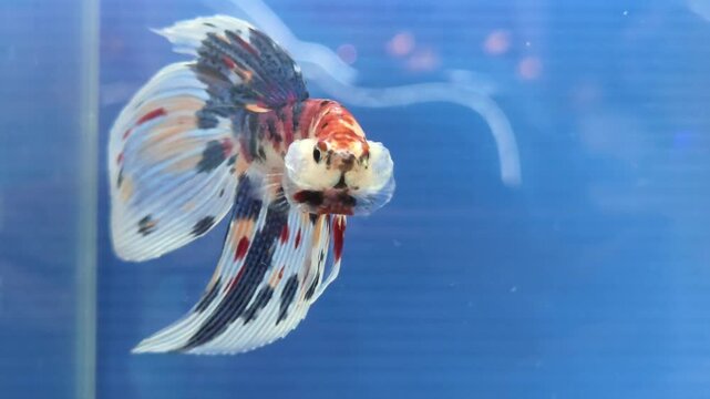 Candy Multi-Colored Betta Fish Swimming in an Aquarium with a Blue Background