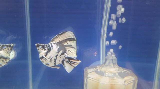 Zebra Balloon Molly Swimming in a Blue Aquarium