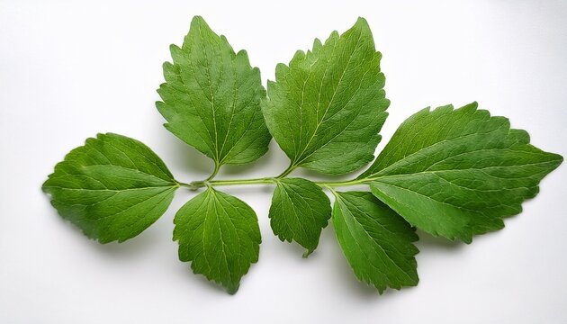 Gymnema Sylvestre Leaves Isolated On A Clean White Background Symbolizing Growth And Natural Health