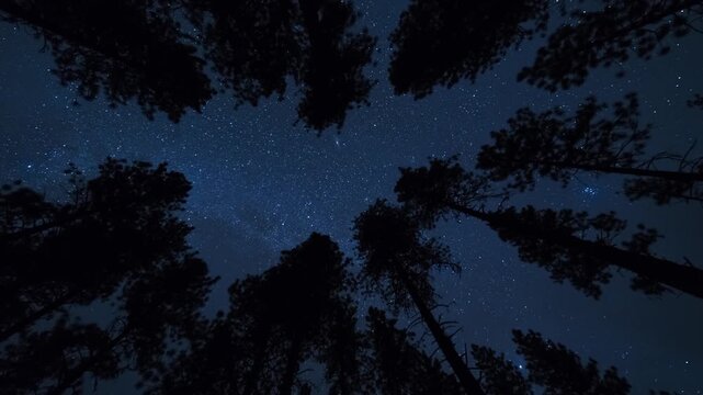 Starry night above canyon trees on Banks-Lowman Road