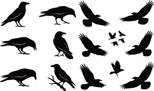 Set of black crow and raven silhouettes in various flying and perched poses