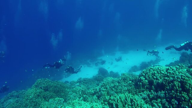 Panorama, Big group of scuba divers swimming over a large colony of hard corals Porites in daylight, Slow motion of divers swims coral garden on a sunny day