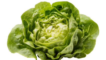 Obraz premium Isolated fresh green butter lettuce head, organic healthy food ingredient for salad preparation