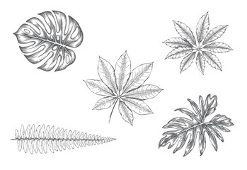 Collection of tropical foliage featuring monstera, philodendron, fern, aralia, and cassava leaves in vintage botanical engraving style. © Creative09