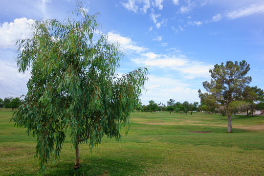 Afghan pine tree, Pinus eldarica, and Weeping ironbark tree, Eucalyptus sepulcralis  on a green grass lawn at Conocido Park in Phoenix, Arizona, during monsoon season