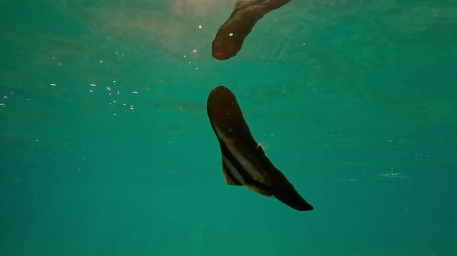 Whitebait Longfin Batfish swim reflected in water surface in evening light at sunset, Backlight, Slow motion baby Bat fish swimming under water surface at sundown in contre-jour