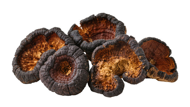 Isolated natural dark dried mushrooms with rough texture, often used in herbal medicine