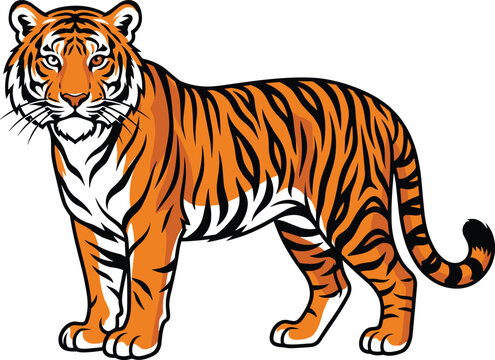 Powerful Standing Bengal Tiger Mascot Vector Illustration with Classic Orange and Black Stripes for Sports Team Logos, Wild Animal Badges, and Corporate Branding Designs