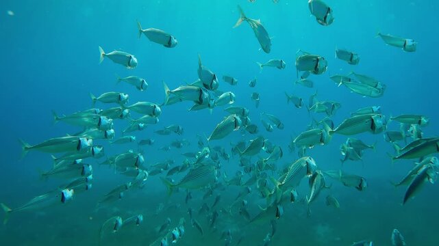 A lot of Striped mackerel swims and filters plankton with open mouths in turquoise water in sunburst, Backlighting, Closeup, Slow motion of Indian mackerel, Rastrelliger kanagurta