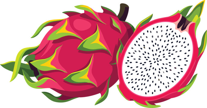 Fresh Pink Dragon Fruit Vector Illustration with Whole and Halved Pitaya Showing White Flesh and Black Seeds for Tropical Food Menus and Juice Packaging Designs