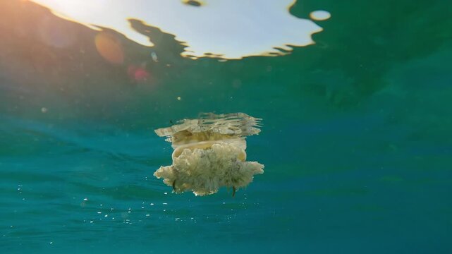 Bottom view of Jellyfish swimming under water surface reflecting in it on sunny day, Slow motion of Upside Down Jellyfish, Cassiopea andromeda below surface of water