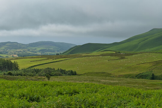 A wide view of vibrant green rolling hills and pastures under an overcast sky, with ferns in the foreground in Cumbria - North West - UK