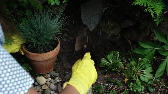 Gardening, summer season. Female gardener planting ornamental plant in soil in garden