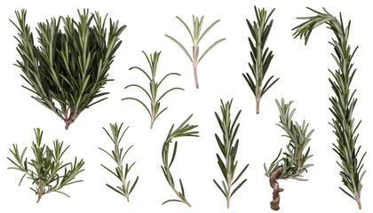 Fototapeta premium Set of Collection of Fresh Rosemary Sprigs Cut Out White Background with Shadow. AI Generated.