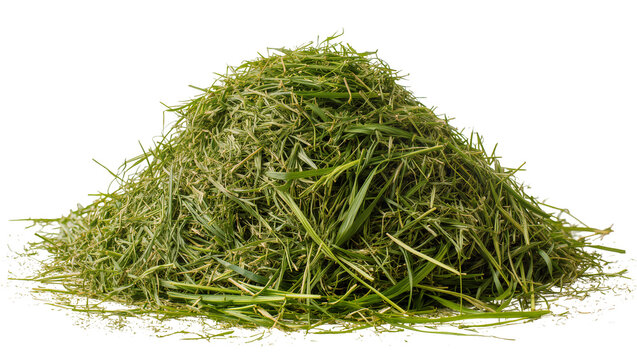 Isolated pile of freshly cut green grass clippings from a mown lawn, natural organic plant