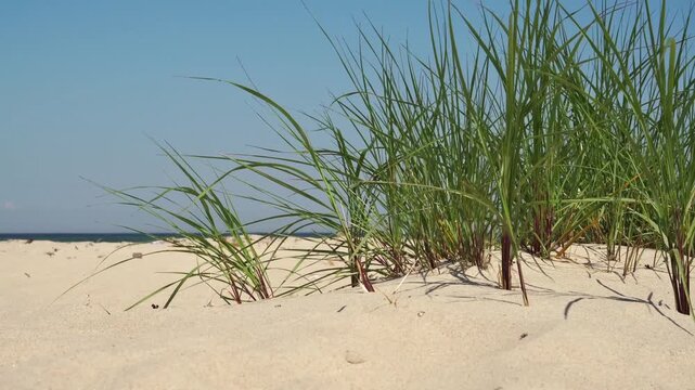 Ostsee - D&uuml;nen, Seegras und Strand 