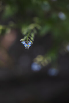 Tiny blue flowers, dark background