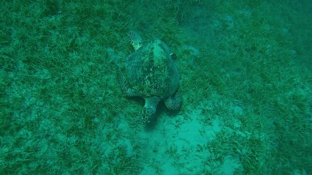 Top view of very old male Hawksbill Sea Turtle, Eretmochelys imbricata with twisted shell walks on its flippers on sandy-muddy bottom covered with green Noodle seagrass, Slow motion