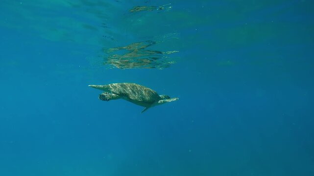 Very old male Hawksbill Sea Turtle, Eretmochelys imbricata with twisted shell dives from blue water surface on a sunny day, Slow motion