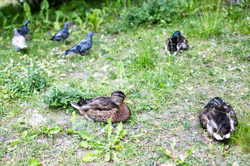 Fototapeta premium ducks and pigeons on green meadow in city park