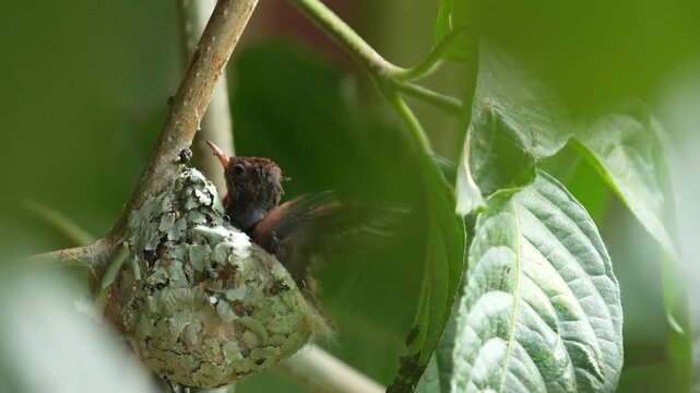 Rufous-tailed Hummingbird (Amazilia tzacatl) nestlings resting inside their delicate nest in a tropical habitat. This rare and intimate sequence 