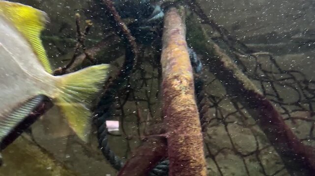 Silver moony Monodactylus argenteus fish swimming in aquarium with yellow fins and large eye tropical brackish wildlife.