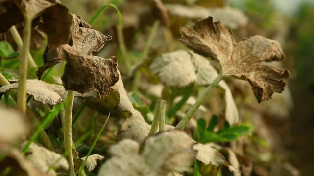 Fungal disease Powdery mildew on zucchini foliage in greenhouse, powdery mildew on cucurbits in glasshouse selective focus, Diseases and pests of squash vegetables and affect on zucchini squash leaves