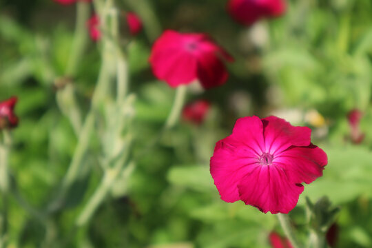 Perennial ornamental shrub *Lychnis coronaria* (rose campion) with bright crimson flowers. Natural background. Copy space.