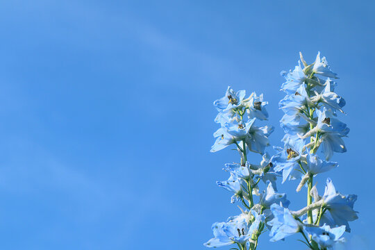 Blue delphinium flowers against a clear blue sky. Natural floral background. Copy space.