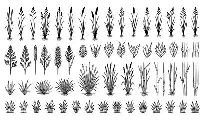 Botanical Grass and Reed Collection Featuring Wild Plants Foliage Meadow Vegetation and Nature Outline Icons © Crafts Home