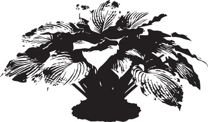 Hosta Plant Silhouette: A striking black silhouette of a hosta plant with large, textured leaves, showcasing its lush foliage. © design by sobnom