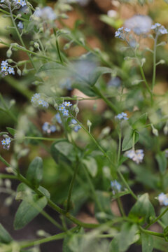 Plants with tiny blue flowers in a forest