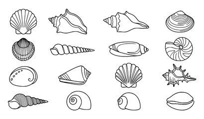 Marine Seashell Collection with Ocean Shell Varieties Hand Drawn Coastal Vector Illustration Set © Shakib