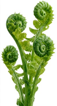 Fresh green fern fronds isolated , tropical plant with fiddleheads on for botanical design and natural decoration