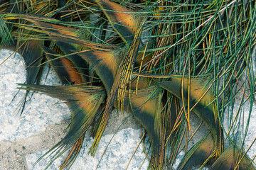 Peacock feather pattern, bright green - blue bird tail texture © artemstepanov