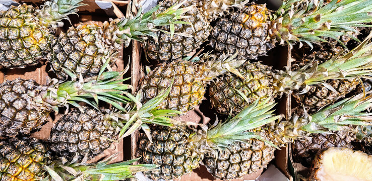 Pineapples are tropical fruits with a rough skin and sweet flesh, rich in vitamins and the enzyme bromelain.