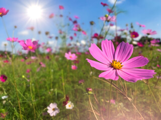 Beautiful pink cosmos flower blooming in the field under bright sunlight, symbolizing hope and a new fresh beginning. © xixstock