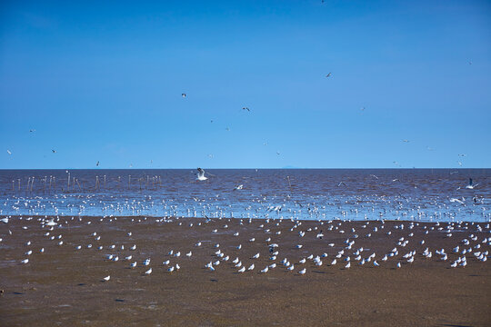 Flock of seagulls fly over the tranquil beach