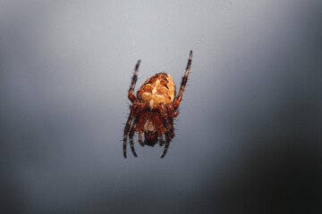 Detailed macro shot of a garden cross spider on its web with clean background © Agnes