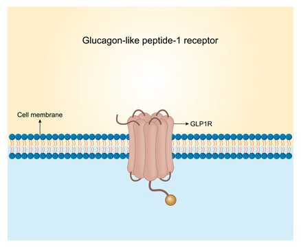 GLP-1 receptor