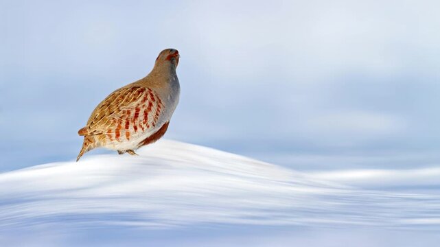 Grey Partridge Standing on Snow in Winter, Perdix perdix Wildlife Video