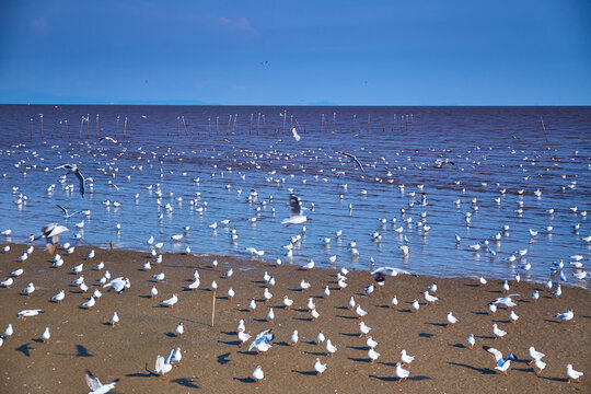 Flock of seagulls is flying over the sea, selective focus