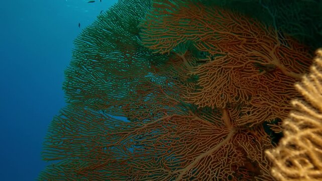 Close-up of a big colony of Sea Fan soft corals on blue water background in depth sea, Slow motion of coral Giant Gorgonian, Subergorgia mollis in coral garden in deep water
