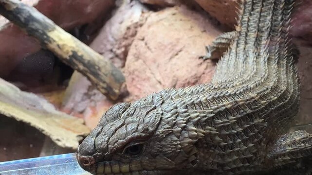 Cunninghams skink Egernia cunninghami close up portrait on rocky habitat showing textured scales and reptile features