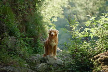 Nova Scotia Duck Tolling Retriever stands in a lush green forest canyon surrounded by sunlight and mossy rocks. Peaceful hiking destination with wilderness, travel and adventure atmosphere.
