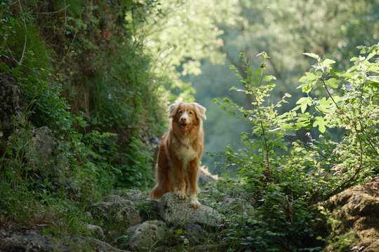 Nova Scotia Duck Tolling Retriever stands in a lush green forest canyon surrounded by sunlight and mossy rocks. Peaceful hiking destination with wilderness, travel and adventure atmosphere.