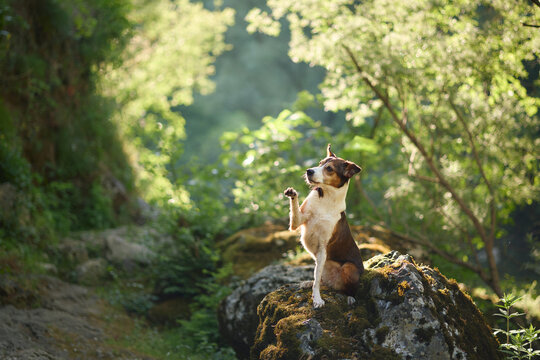 A Nova Scotia Duck Tolling Retriever poses on a rocky outcrop surrounded by lush woodland. Outdoor travel and hiking concept with peaceful wilderness scenery.